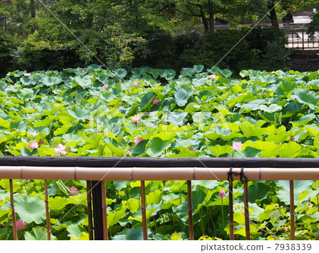 Yellow Mountain Mountain Buddha Temple 7938339