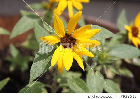 mini sunflower mini sunflower 7938515