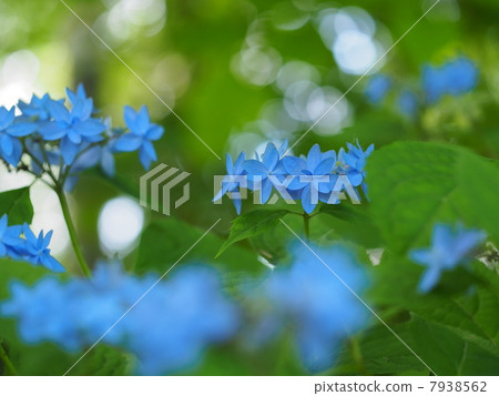 Yamah繡球花 7938562