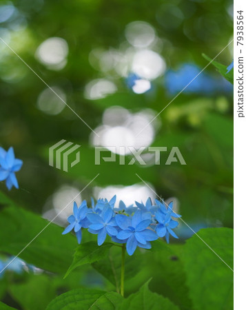 Yamah繡球花 7938564