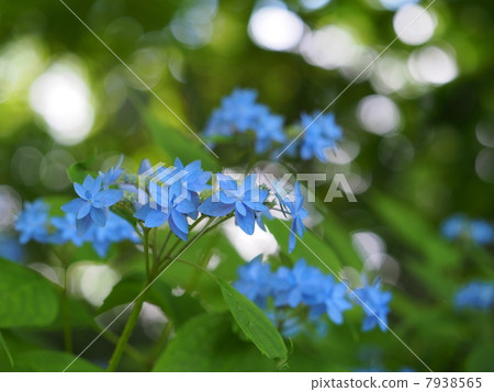 Yamah繡球花 7938565