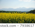 Rapeseed field of Takigawa 7938617