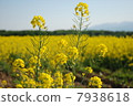 Rape flower hill 7938618