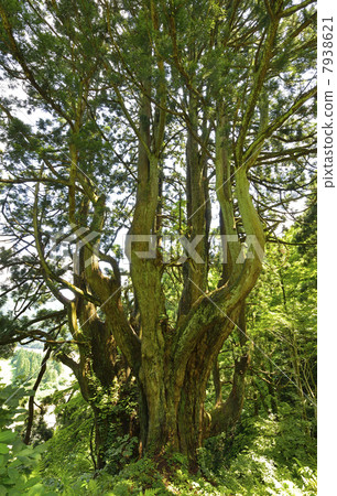 The best black cedar The best black cedar 7938621