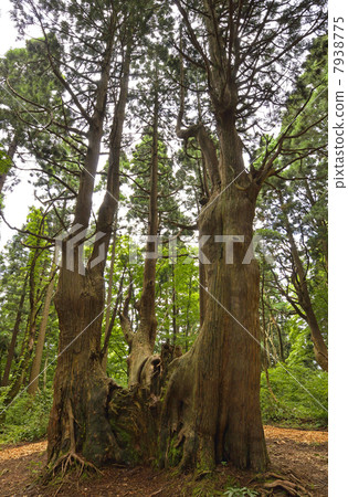 Fantasy forest 7938775