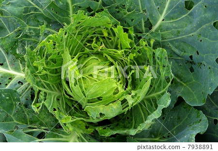 Pests of cabbage and caterpillar vegetables 7938891