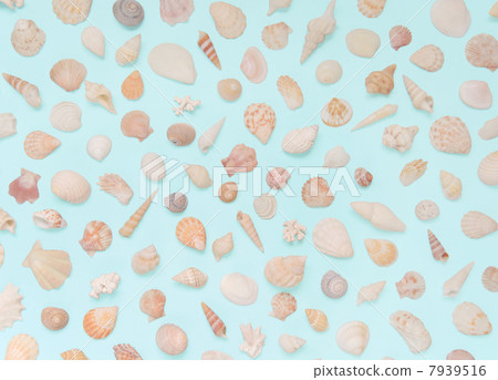 貝殼藍背 貝殼藍背 7939516