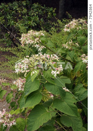 Rabbit flowers 7942864