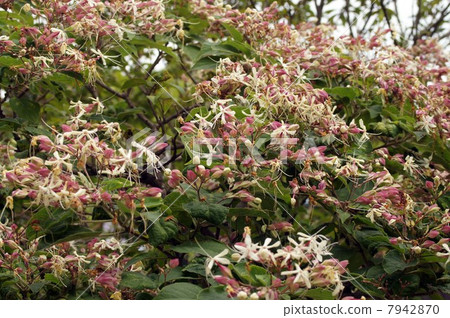 Rabbit flowers 7942870