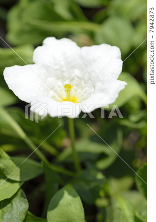 豚鼠（人參草） 7942873