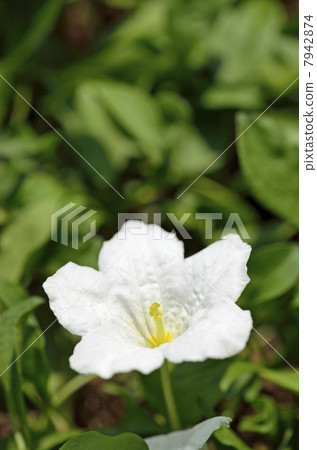 豚鼠（人參草） 7942874