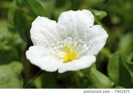 豚鼠（人參草） 7942875