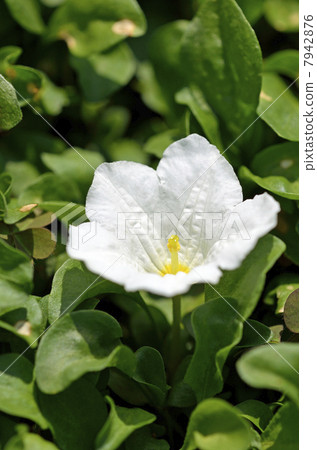 豚鼠（人參草） 7942876