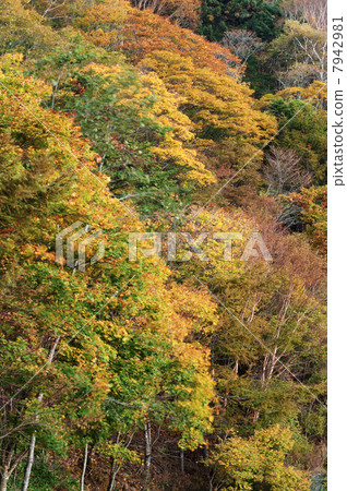 Doen通行證秋葉 Doen通行證秋葉 7942981