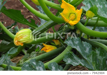Growth of Zucchini Fruit and Flower Zucchini Growth of Zucchini Fruit and Flower Zucchini 7942984