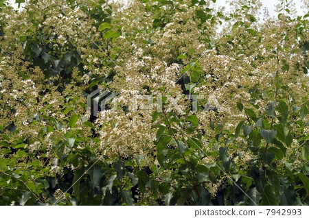 White flowers of Sima thallberg 7942993