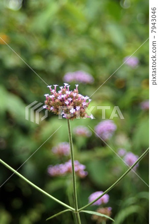 Yanagi Hanagasa · Pink lovely flowers Yanagi Hanagasa · Pink lovely flowers 7943046