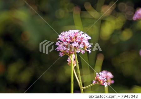 Yanagi Hanagasa · Pink lovely flowers Yanagi Hanagasa · Pink lovely flowers 7943048
