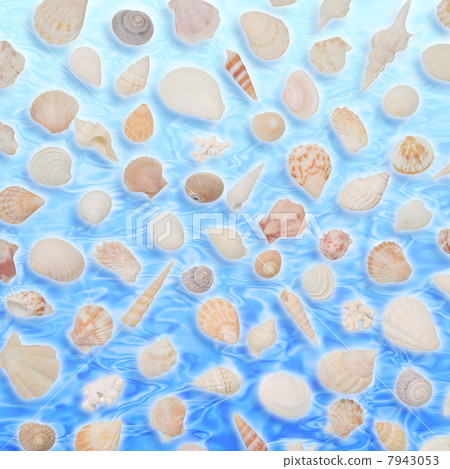 Seashell water surface back Seashell water surface back 7943053