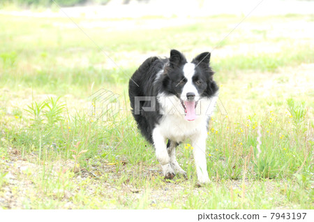 邊境牧羊犬 7943197