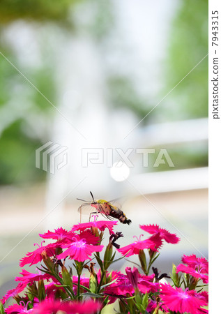 Insect Insect 7943315