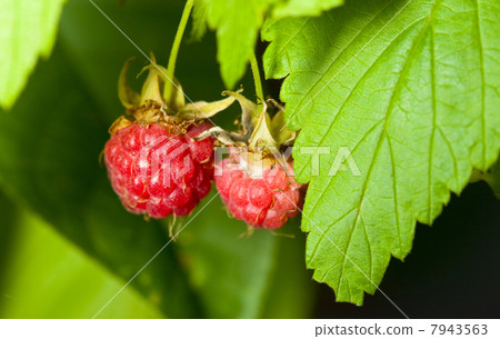 Berries of raspberry Berries of raspberry 7943563