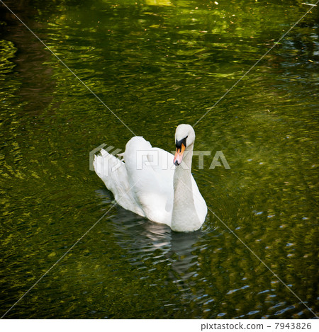 White swan in a pond 7943826
