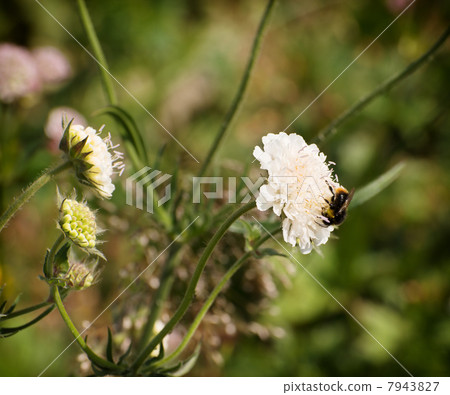 Bumblebee on a white flower 7943827