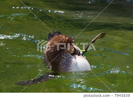 One Humboldt penguin (Spheniscus humboldti) in water 7943839