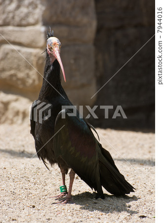 Northern bald ibis 7944016