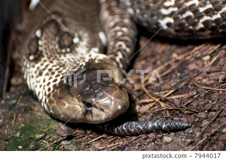 Indian cobra (Naja naja) 7944017