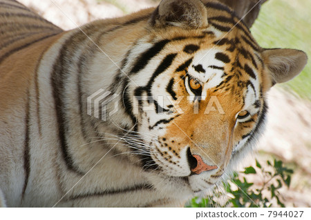Siberian Tiger (Panthera tigris altaica) 7944027