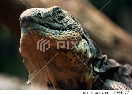 Lizard examines the vicinity 7944077