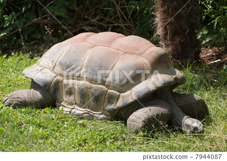 Aldabra giant tortoise (Aldabrachelys gigantea) 7944087