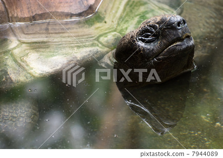 Aldabra giant tortoise (Aldabrachelys gigantea) 7944089