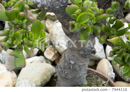 Jade plant (Crassula ovata) in a pot as bonsai Jade plant (Crassula ovata) in a pot as bonsai 7944118
