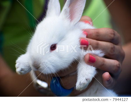 White rabbit in hands 7944127