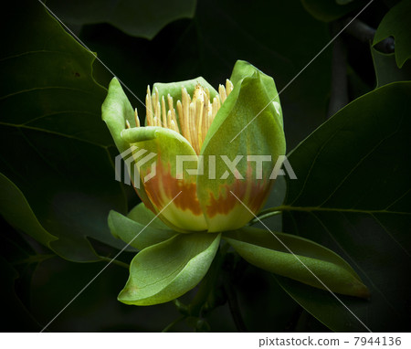 American tulip tree (Liriodendron tulipifera) in blossom American tulip tree (Liriodendron tulipifera) in blossom 7944136