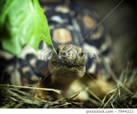 Leopard tortoise (Geochelone pardalis) 7944221