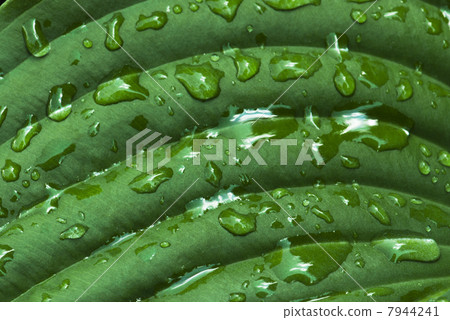 Water drops on the green leaf Water drops on the green leaf 7944241