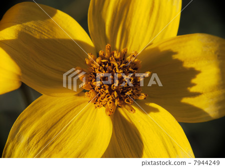 Coreopsis flowers 7944249
