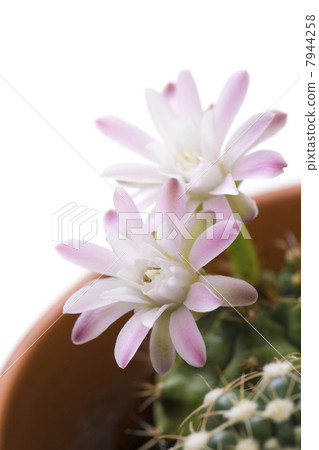 仙人掌花 仙人掌花 7944258