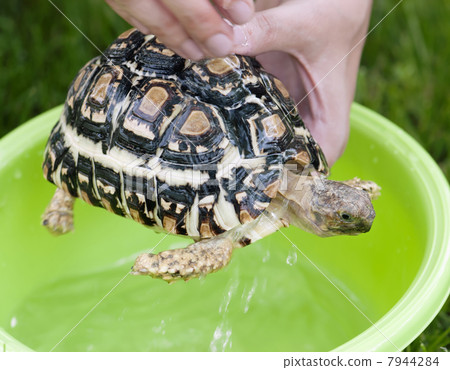 Leopard tortoise - daily hygiene 7944284