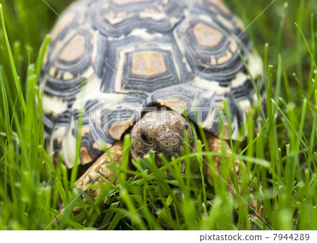 Turtle walking in the green grass 7944289