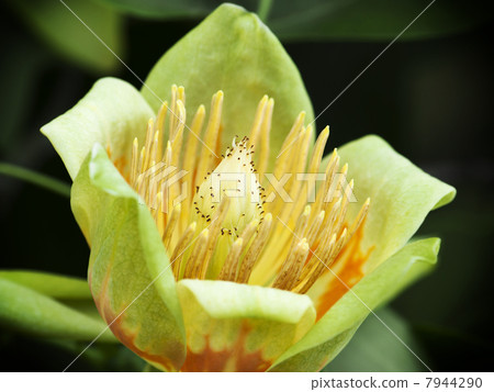 American tulip tree (Liriodendron tulipifera) 7944290