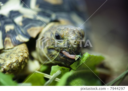 Mountain or leopard tortoise (Geochelone pardalis) 7944297