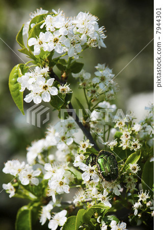 Wild cherry blossoms 7944301
