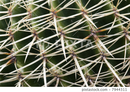 Detail of cactus thorns 7944311