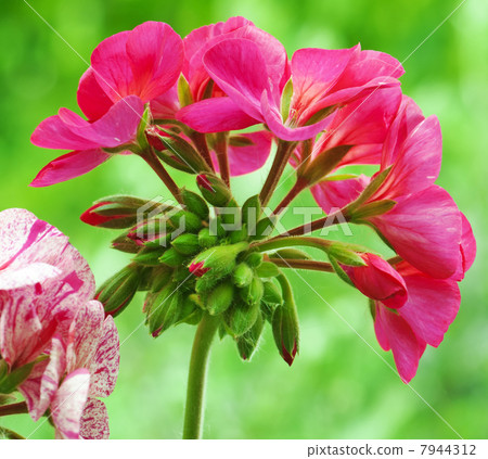 Red pelargonium flower Red pelargonium flower 7944312