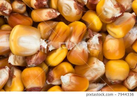 Detail of dried corn Detail of dried corn 7944336